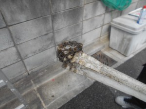 処理後(3)